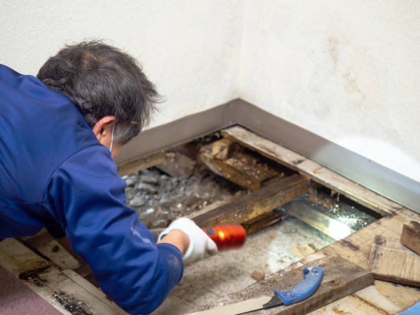 Best Mold Remediation  in Ranlo, NC