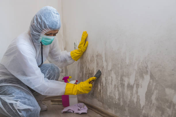 Best Certified Mold Removal  in Ranlo, NC