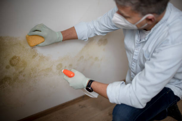 Best Fast Mold Removal  in Ranlo, NC