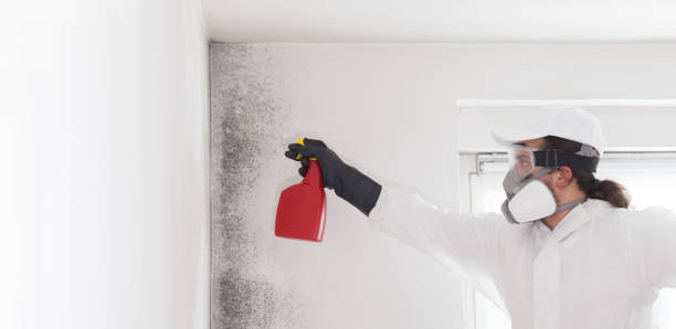 Best Professional Mold Removal  in Ranlo, NC