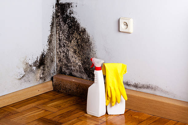 Ranlo, NC Mold Removal Company