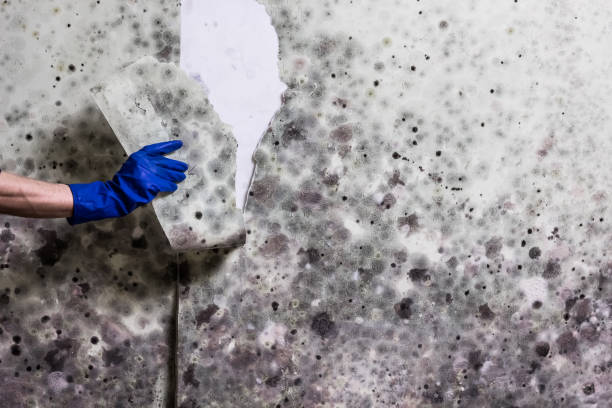 Best Fast Mold Removal  in Ranlo, NC